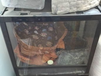 北京寵物用品市場(chǎng)中的玻璃爬箱與品牌寵物食品選購指南
